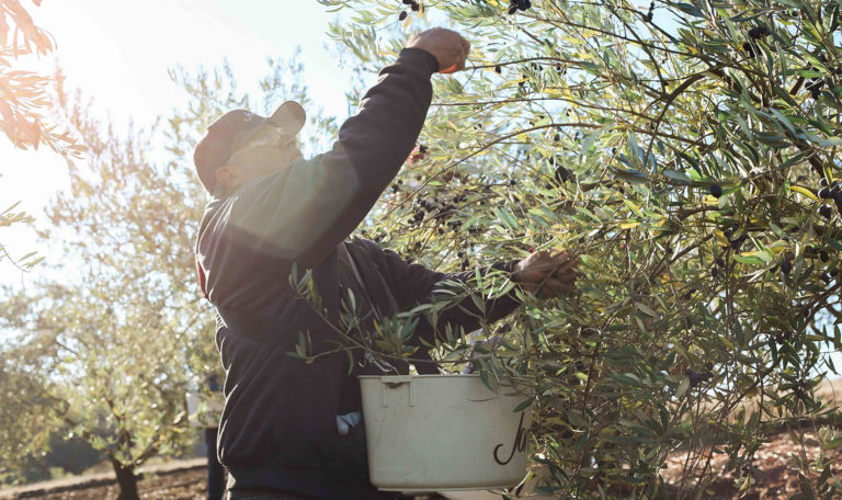 A person harvesting olives