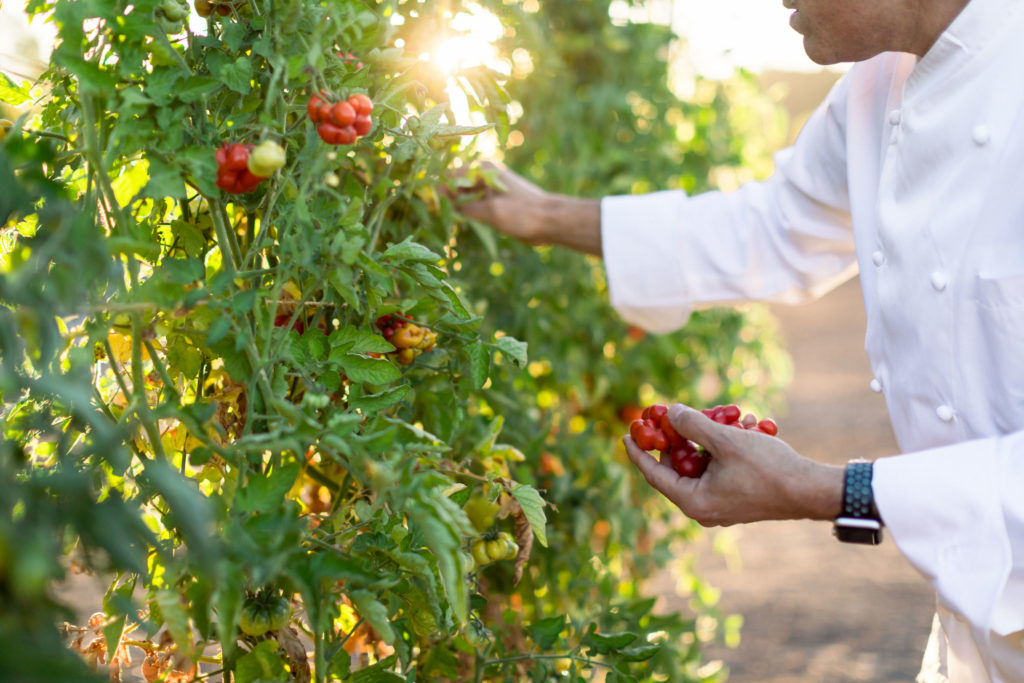 Chef Knoll picking tomatoes in the winery garden at Jordan Estate