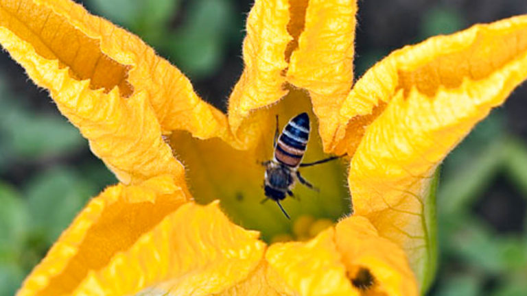 Bee in a squash blossom