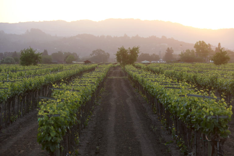 Chardonnay vineyard at Jordan Winery