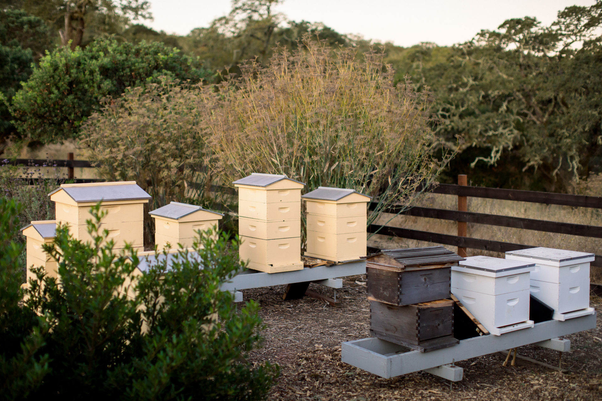 How We Take Care of Bees | Jordan Winery