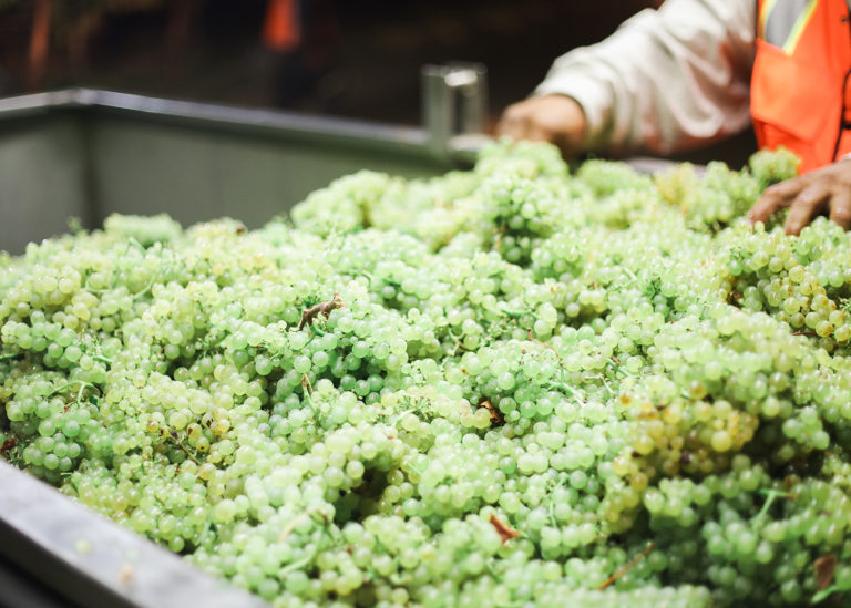 Close up of Chardonnay grapes