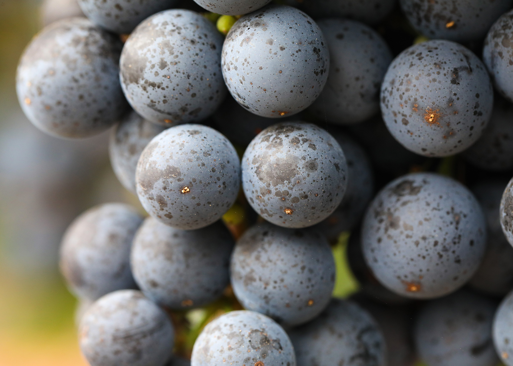 jordan 2016 cabernet sauvignon