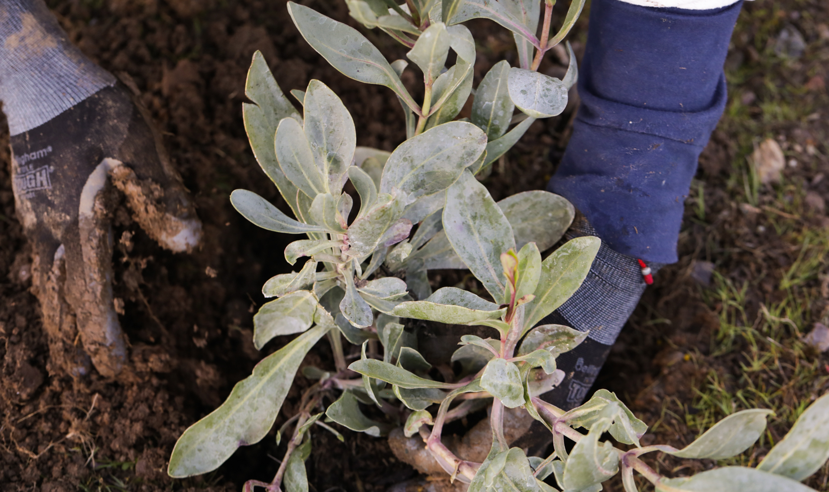 Creating Pollinator Sanctuaries | Jordan Winery Land Conservation