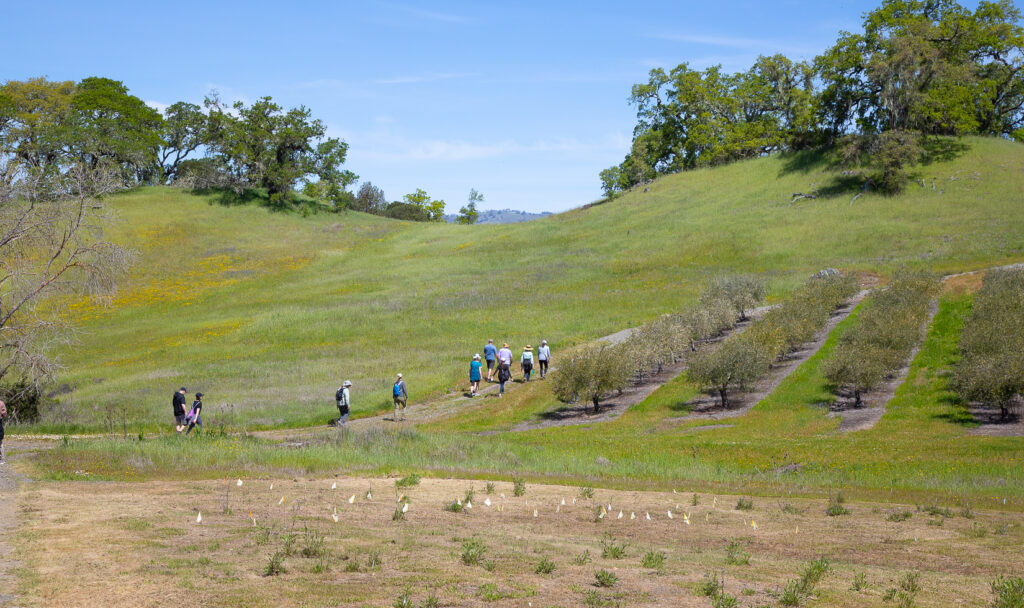 hikers walking through vineyards, olive groves and open space