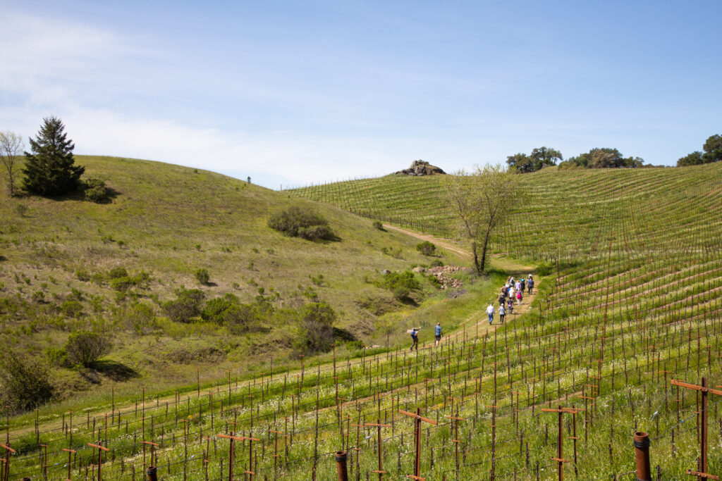 hikers walking through vineyards and open space