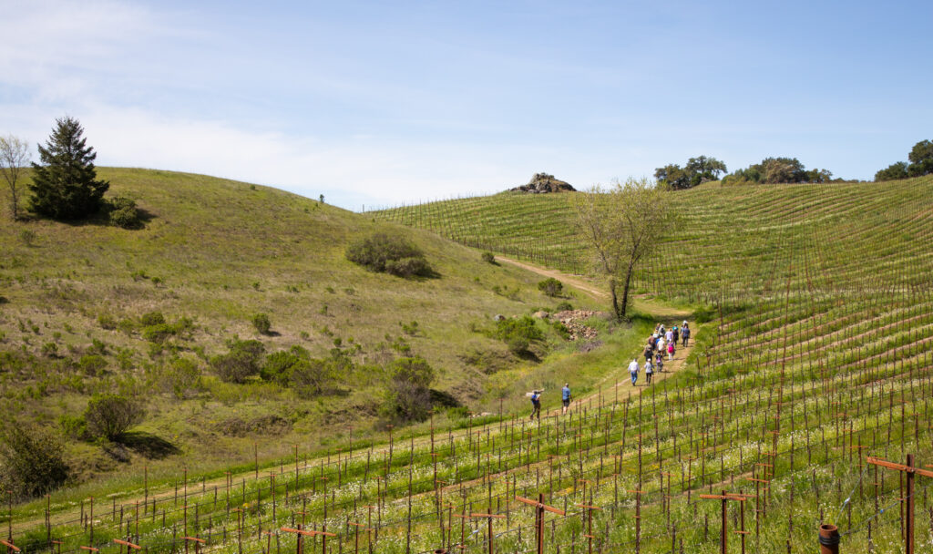 hikers walking through vineyards and open space