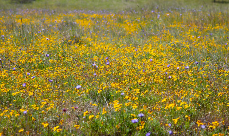 yellow wildflowers in open space