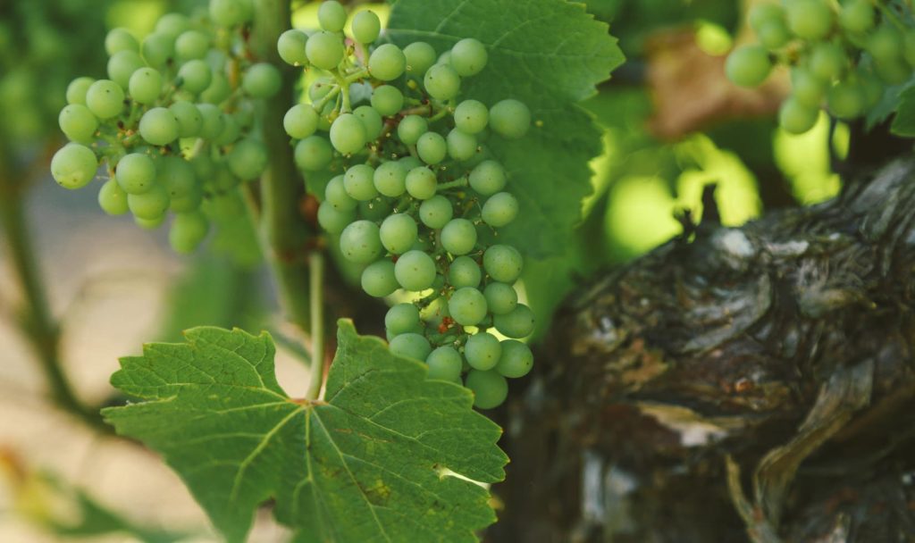 Close-up of young Russian River Valley Chardonnay green grapes.