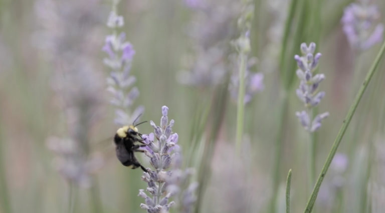 A bee on lavender