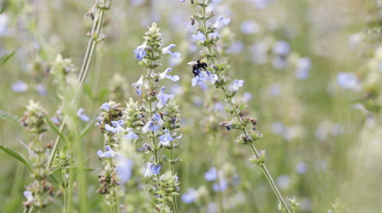 Bees on flowers