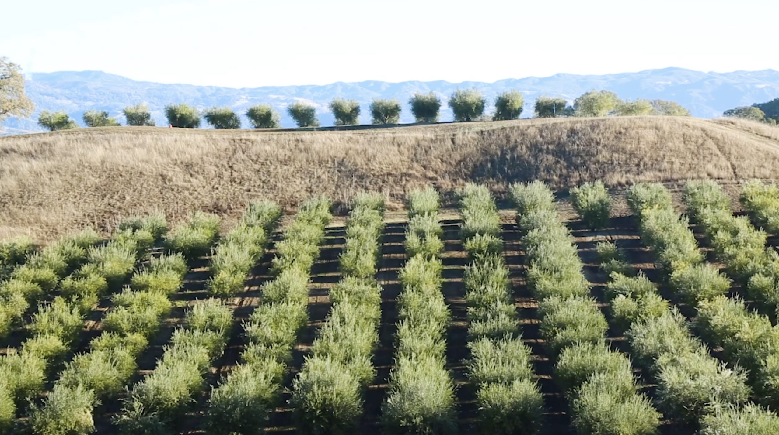 Olive Oil Production Extra Virgin Olive Oil Jordan Winery