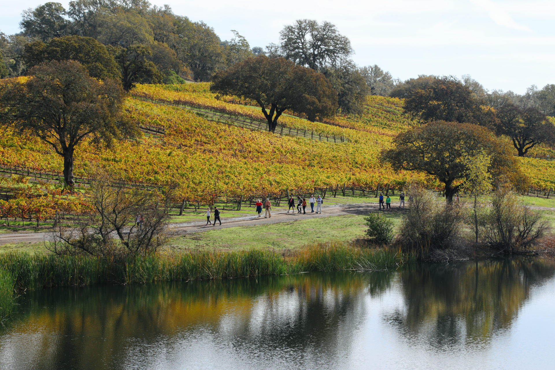 Jordan Winery Sonoma vineyard lakeside
