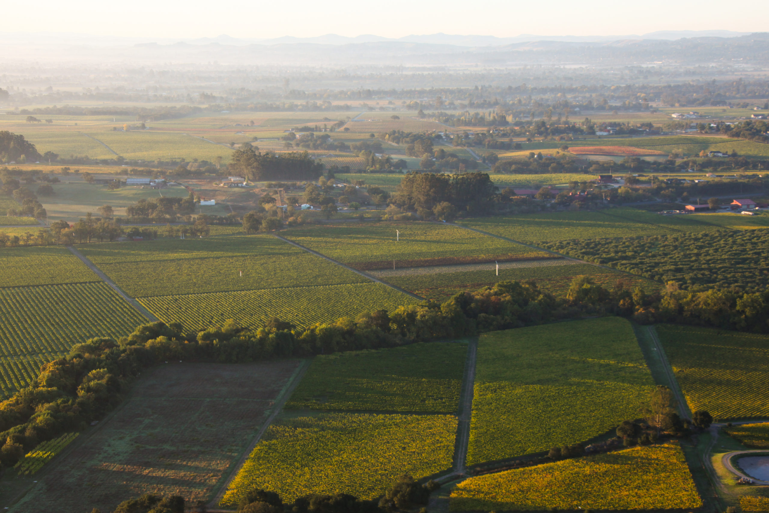 Russian River Valley vineyards