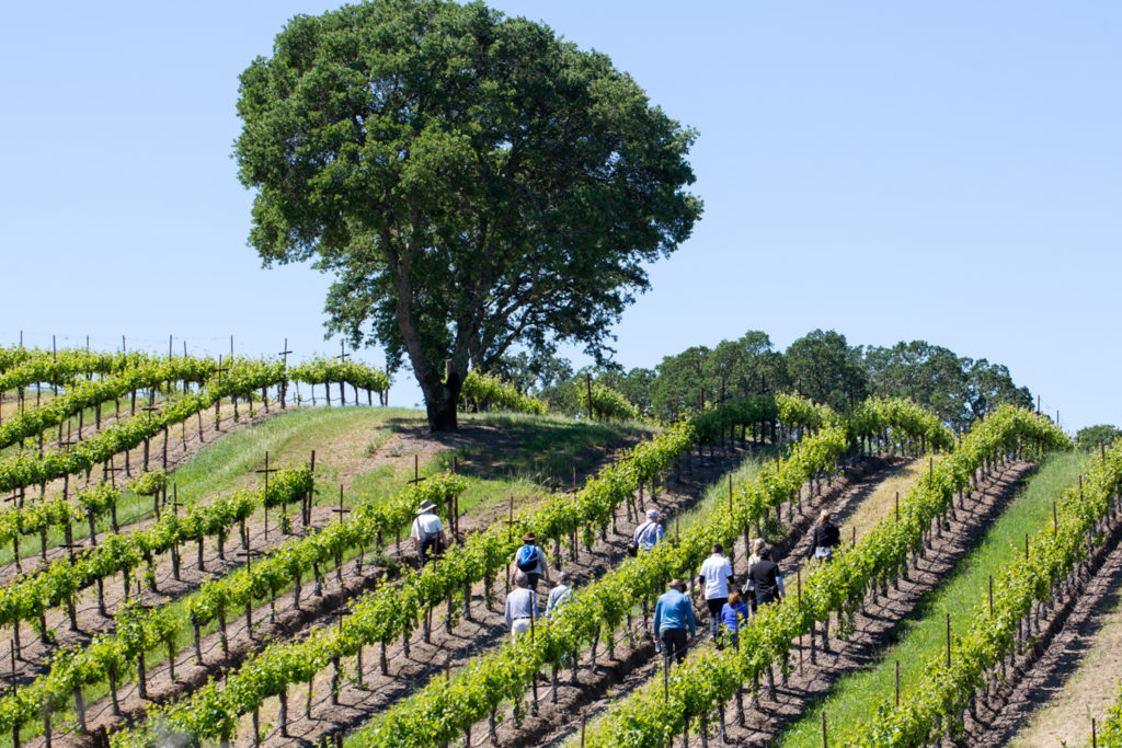 people hiking in sonoma county vineyard