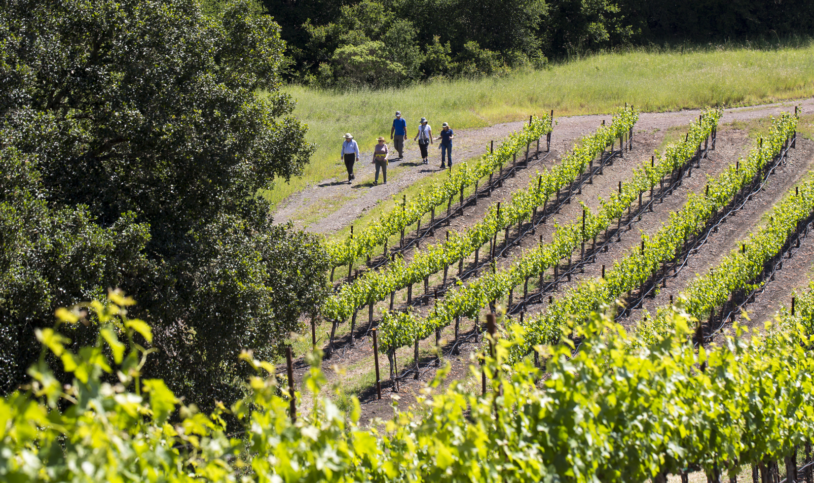 five hikers in the background with green vineyards and trees in foreground