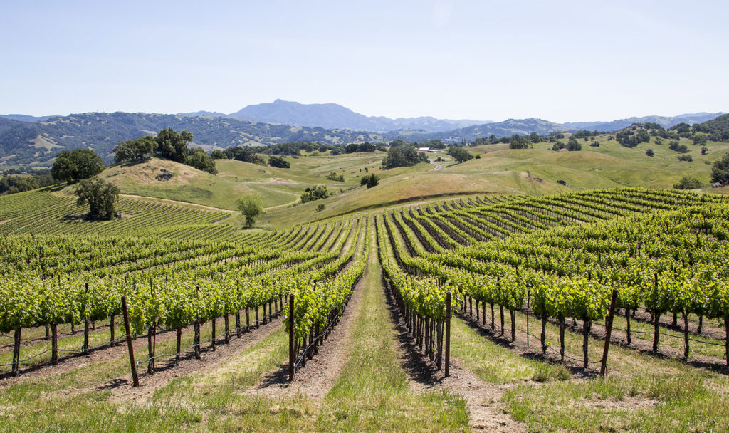 green vineyard rows on Jordan Estate
