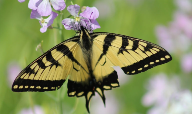 Eastern Tiger Swallowtail Butterfly on Flower