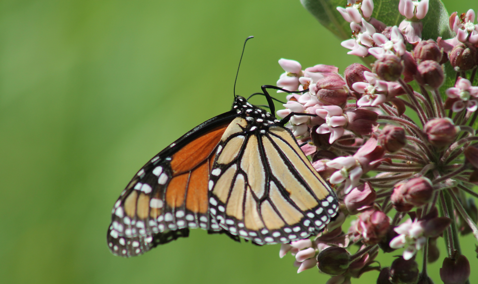 Western Monarch Butterfly on flower
