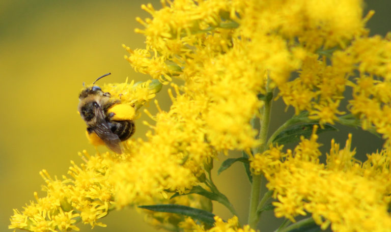 pollinator bee on yellow flower