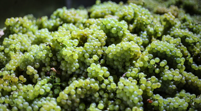 Close up of Chardonnay grapes