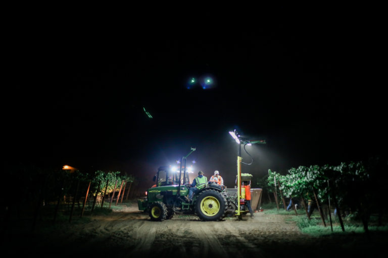 Night harvest at Jordan Winery