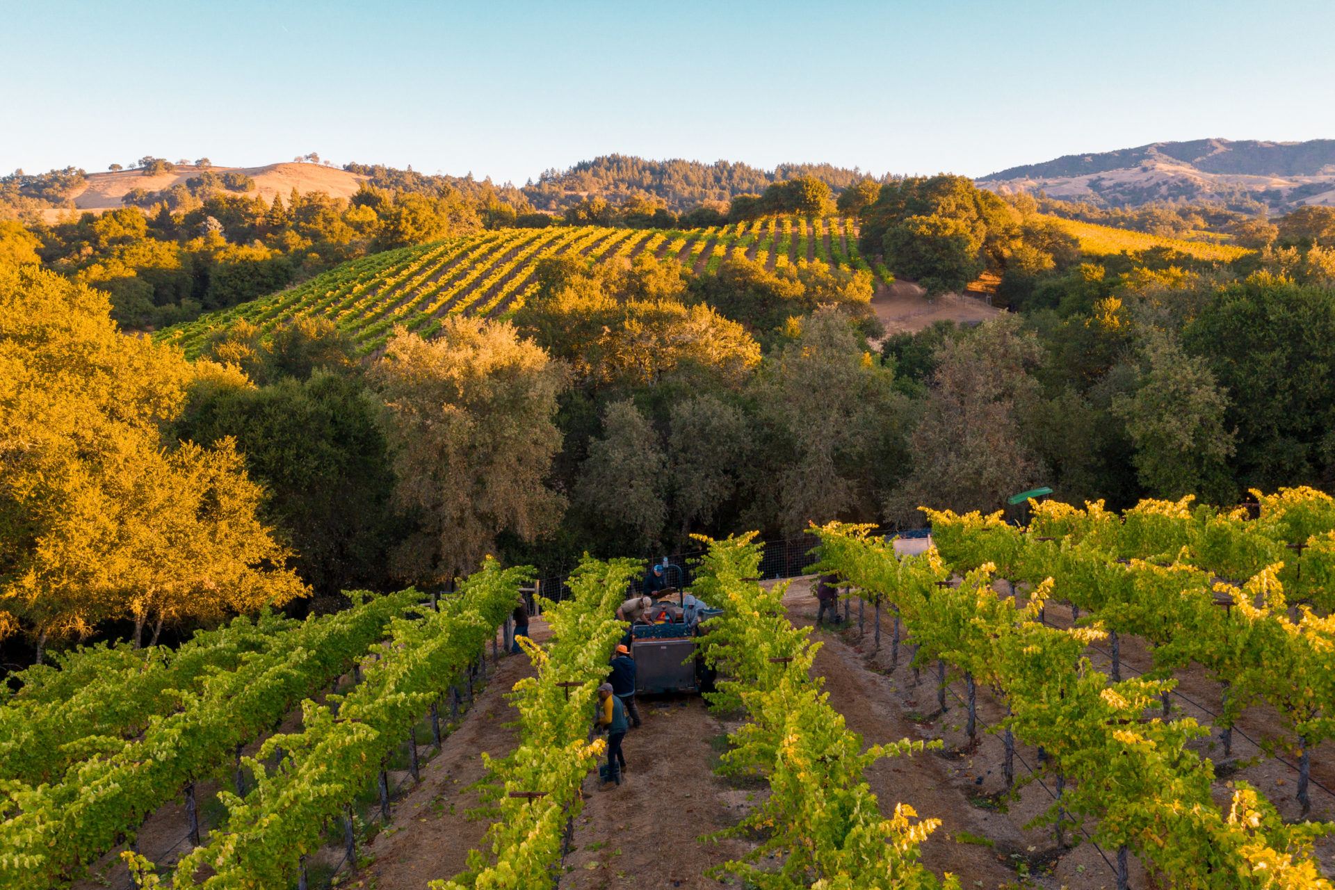 Cabernet Sauvignon vineyard at Jordan Winery