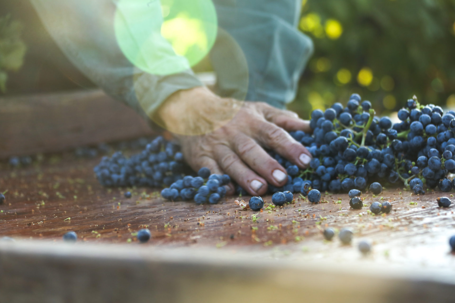 A hand touching Cabernet Sauvignon grapes