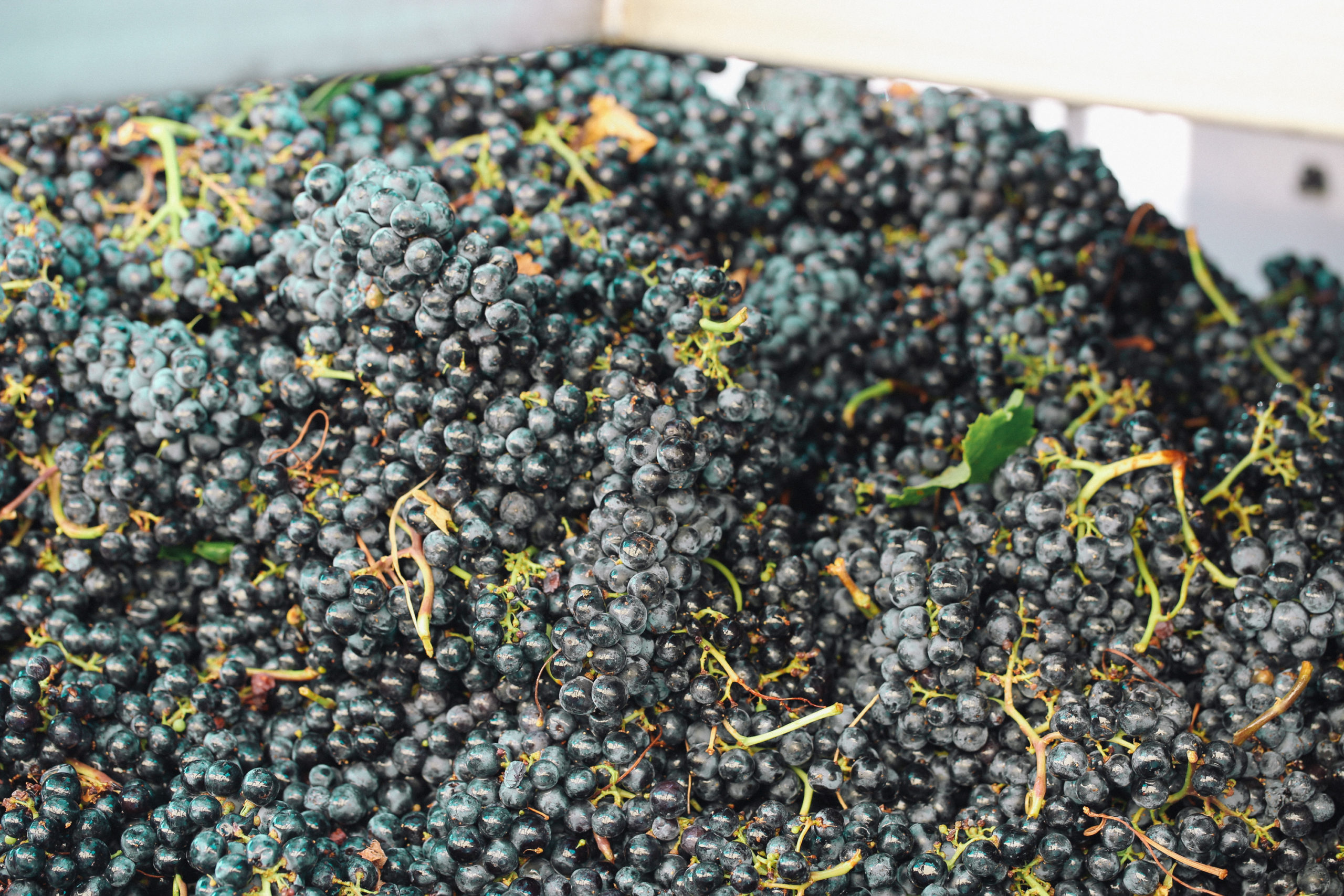 Close up of Cabernet Sauvignon grapes