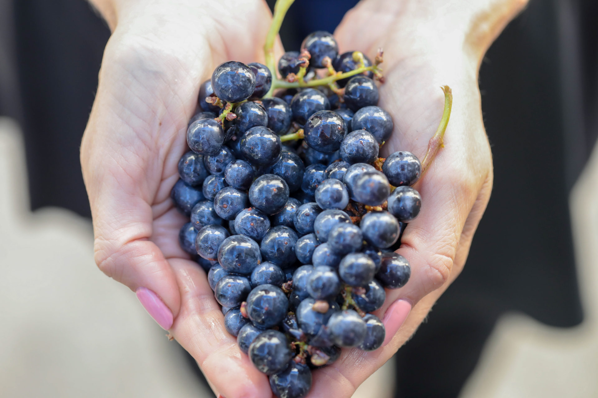 Hand holding a cluster of Cabernet Sauvignon grapes