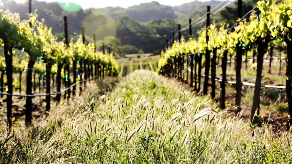 Row in the vineyard at Jordan Winery