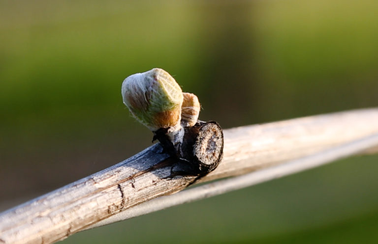 Close up of grapevine bud