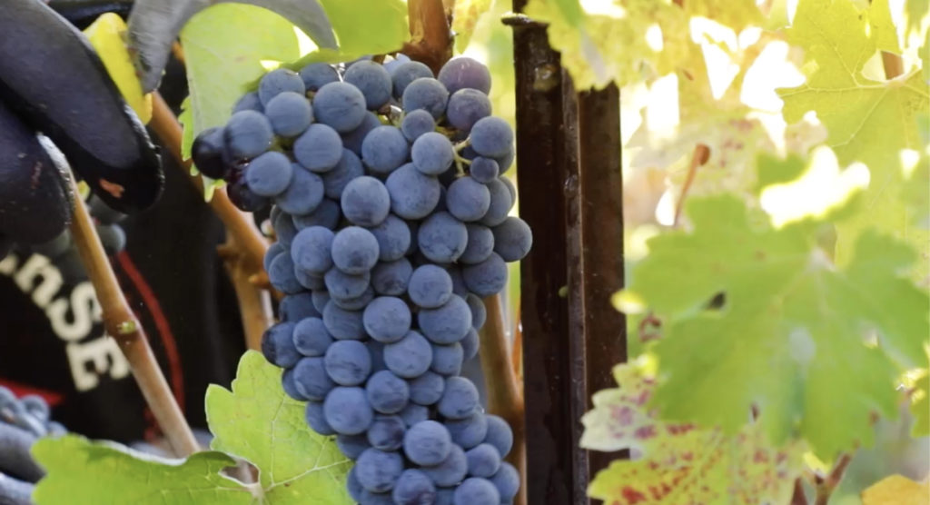 Hands harvesting Cabernet Sauvignon grapes