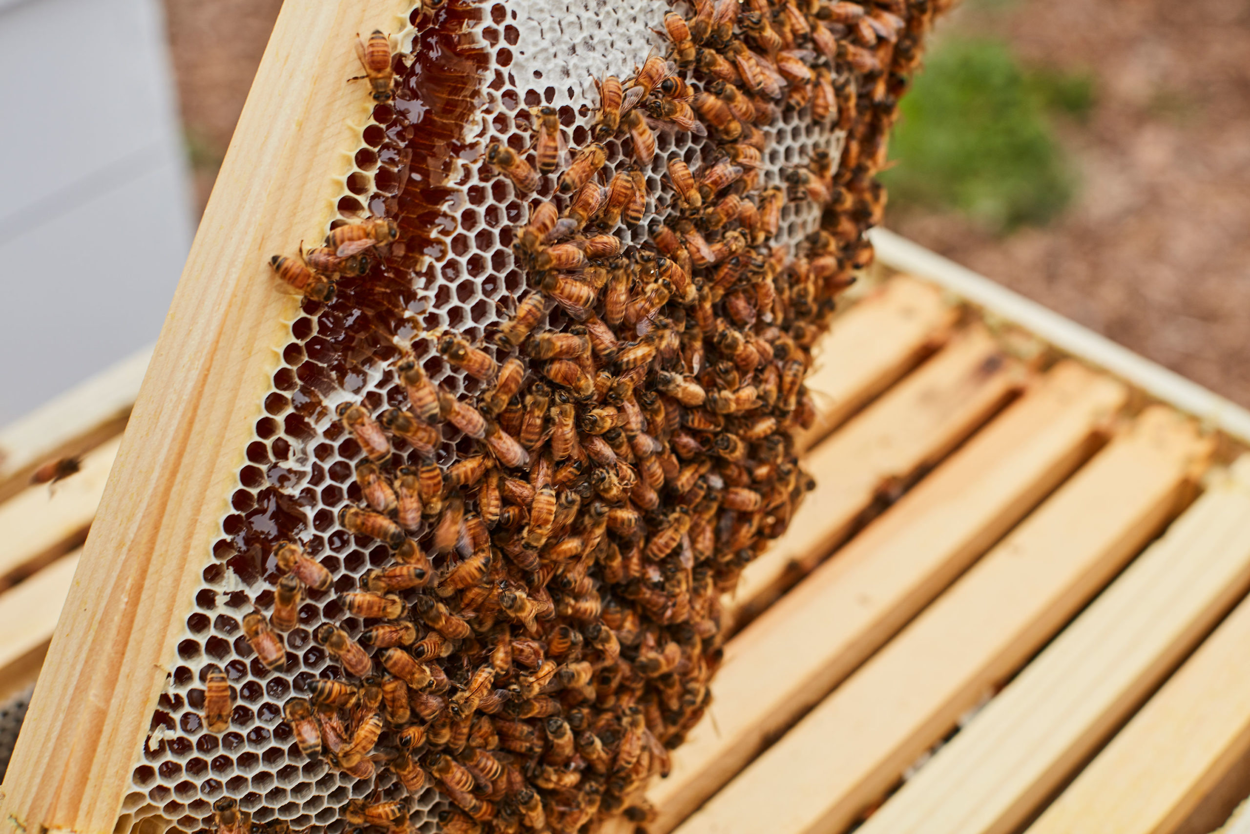 Bees on a beehive frame