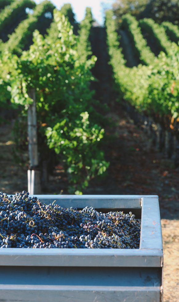 The corner of a silver vat brimming with freshly harvested purple grapes in front of green vineyard rows.