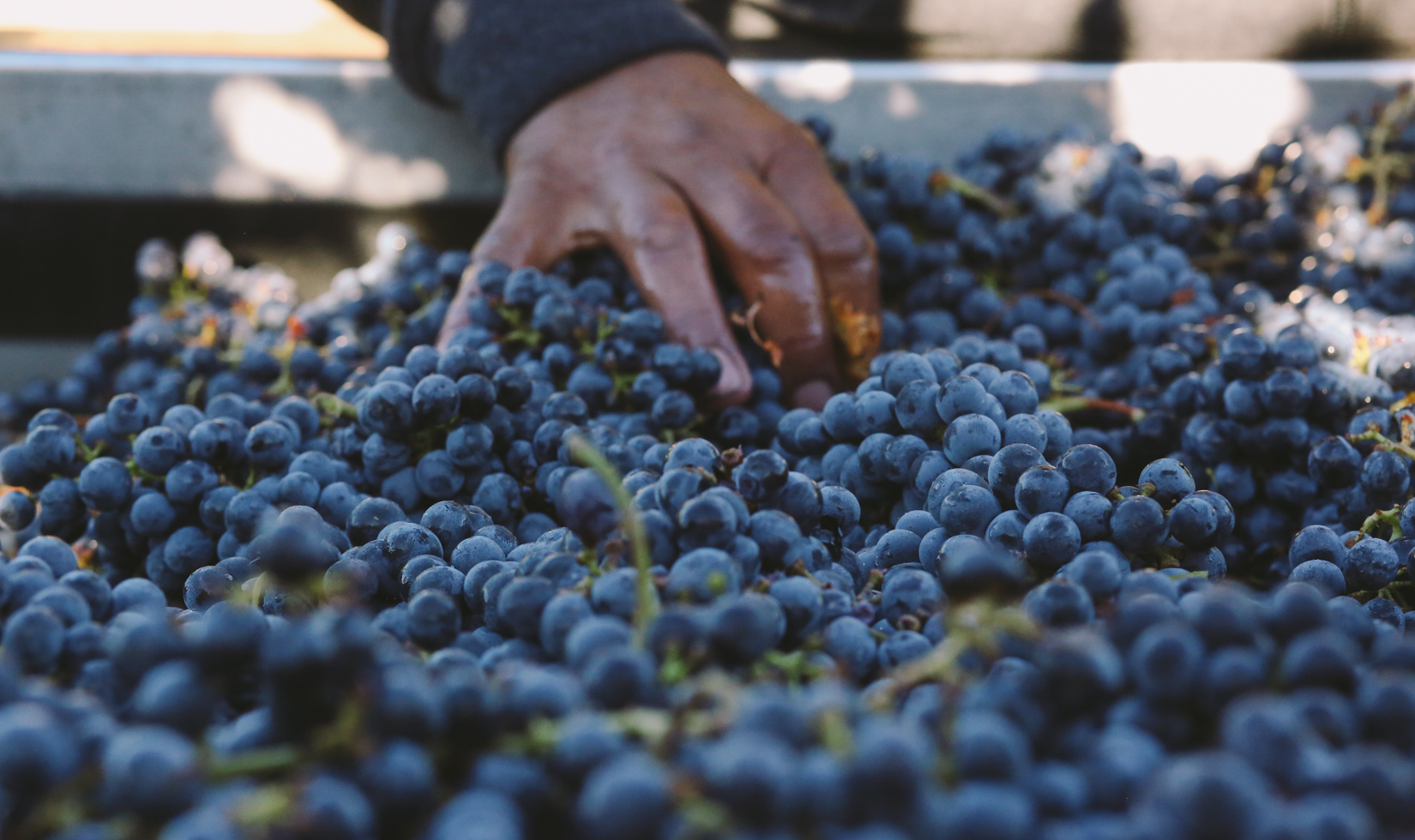 Extreme close-up of freshly harvested purple grapes being touched by a worker's hand.