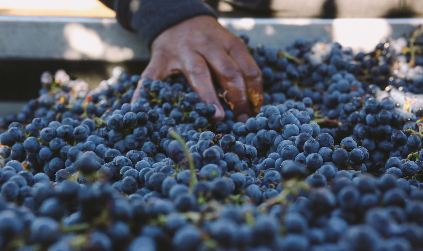 Extreme close-up of freshly harvested purple grapes stuff touched by a worker's hand.