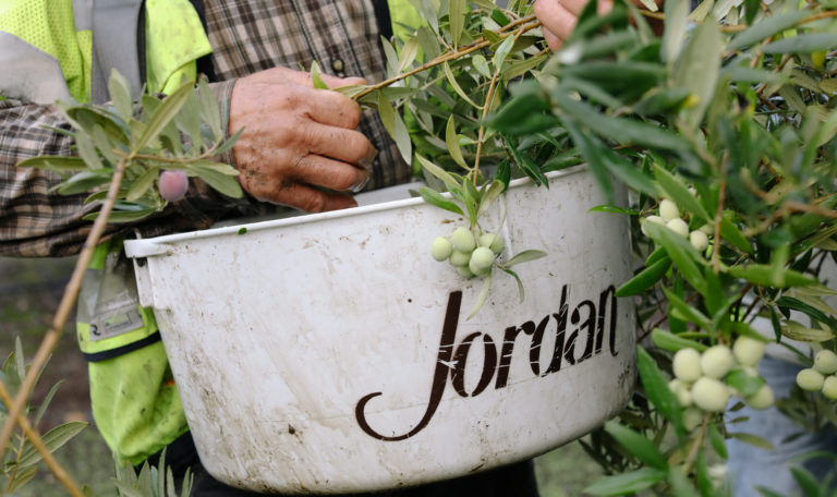 Close-up of a white bucket with the word "Jordan" on the side. It's held by a worker leaning in to harvest green olives.