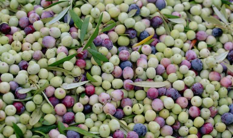 Close-up aerial shot of a pile of green, red, and purple freshly harvested olives.