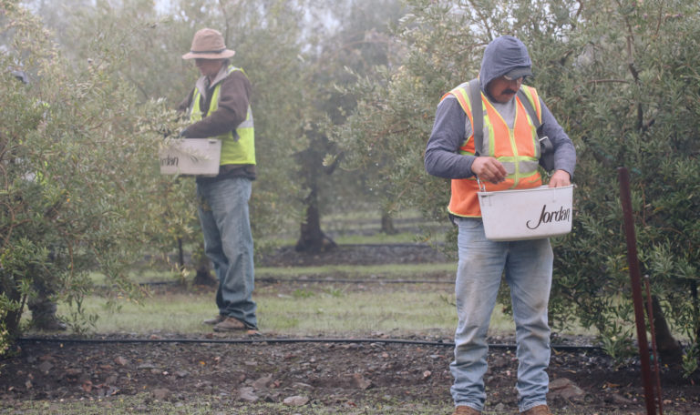 2 workers with white buckets hanging from their necks harvest fresh olives. They are wearing reflective safety vests and jeans. The buckets say "Jordan" on the side.
