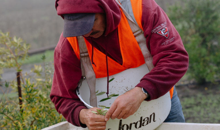 A worker in a maroon hoodie and orange safety vest plucks leaves from a fresh bundle of olives. He wears a harvest bucket around his neck.