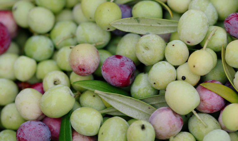 Extreme close-up of a pile of freshly harvested green and red olives.