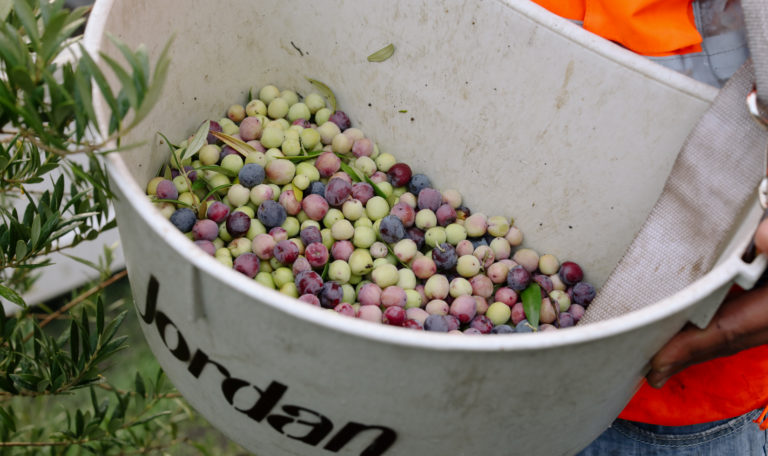 Looking into a Jordan harvest bucket of fresh purple, red, and green olives.
