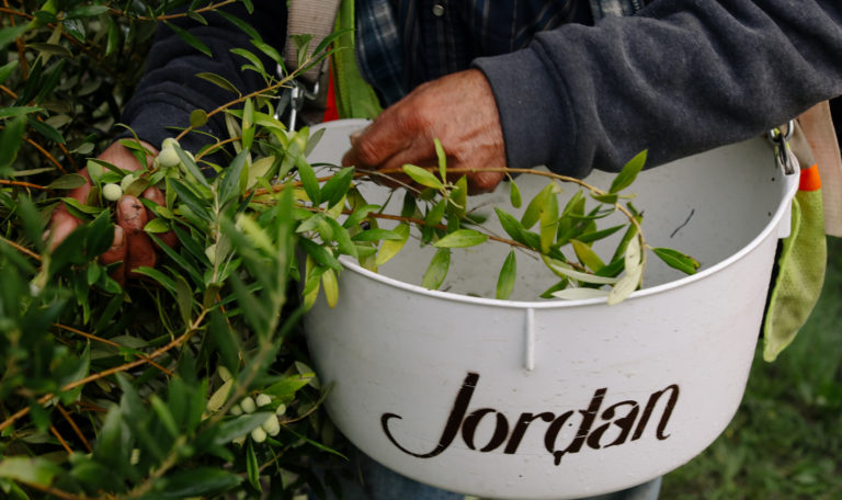 Close-up of a worker's hands harvesting green olives into a white bucket that says "Jordan." Olive branches are extending into the bucket from the left.
