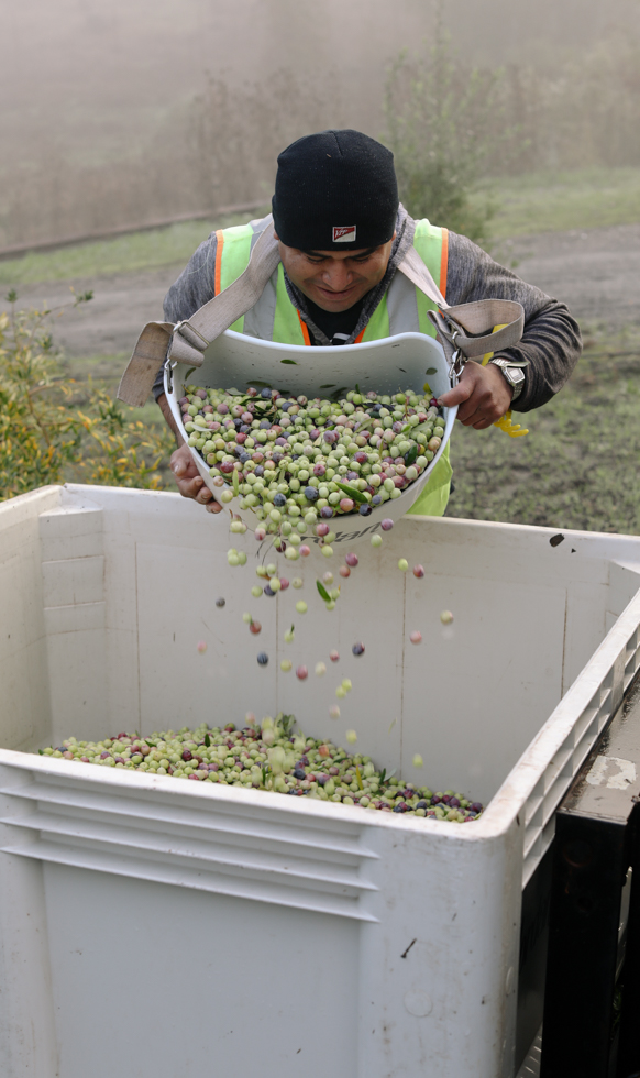 A worker pouring a full bucket of freshly harvested purple, red, and green grapes into a large white container.