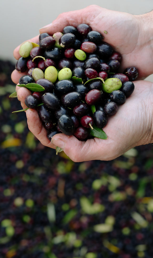 2 hands cupping freshly harvested, shiny, red, purple, and green olives over the pile.