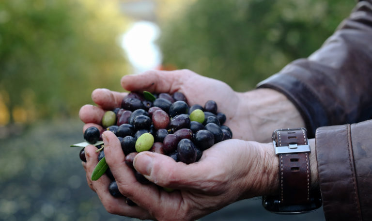 2 hands cupping freshly harvested, shiny, red, purple, and green olives in the orchard. The man has a brown leather jacket and matching watch on his left wrist.