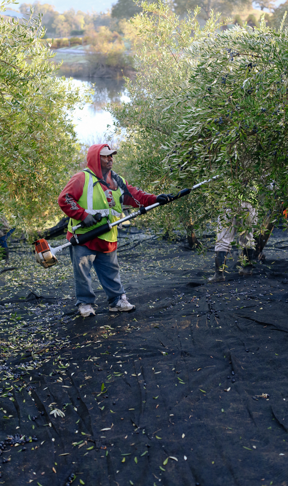 A worker in a red hoodie and safety vest using an electric olive picking machine. Black olive catching net covers the ground and there's a lake in the background.