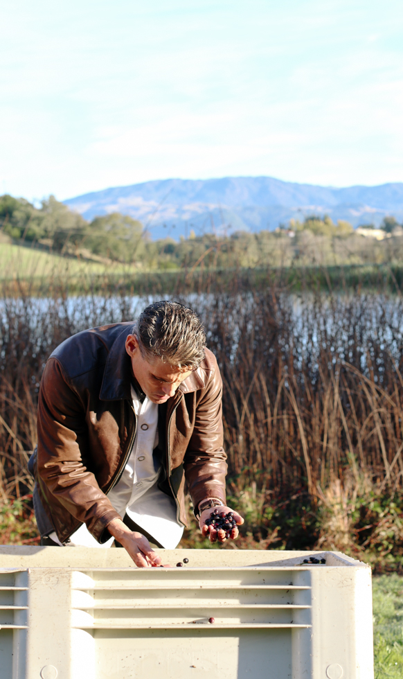 A man in a brown leather jacket leaning over a harvest container examining a handful of purple olives. Behind him are brown reeds, a lake, and a mountain.