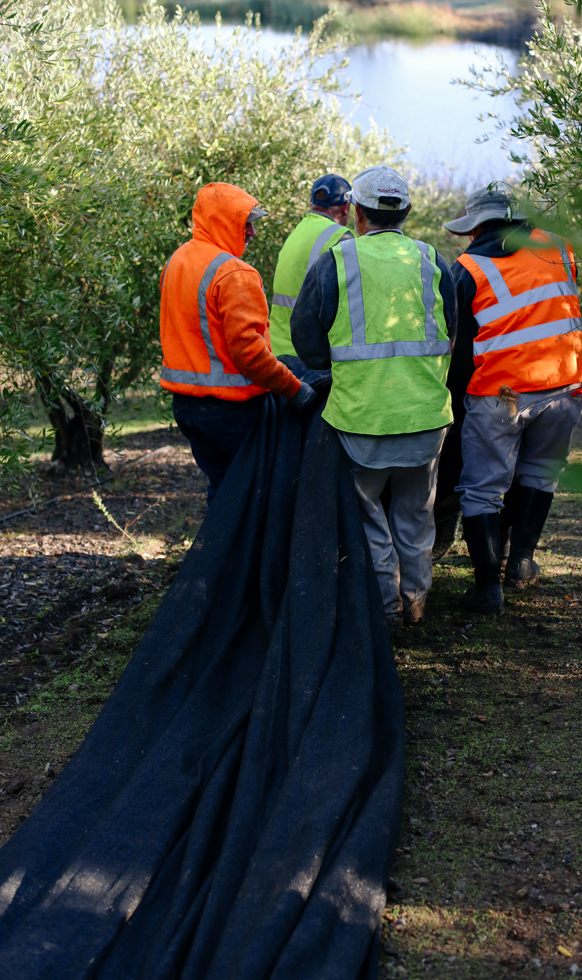 Rear view of 4 workers in safety vests dragging a black olive harvesting net downhill towards a lake surrounded by olive trees.